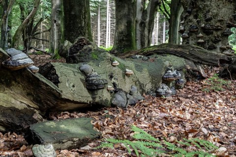 Tinder fungus (Fomes fomentarius) on a dead European beech (Fagus sylvatica), Emsland, Lower