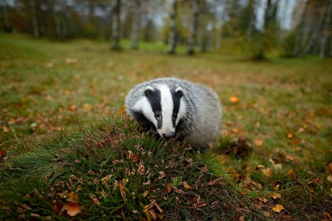 Badger in forest, animal nature habitat, Germany, Europe. Wildlife scene. Wild Badger, Meles meles,