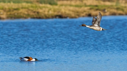 Northern Pintail, Anas acuta, male in flight over winter marshes