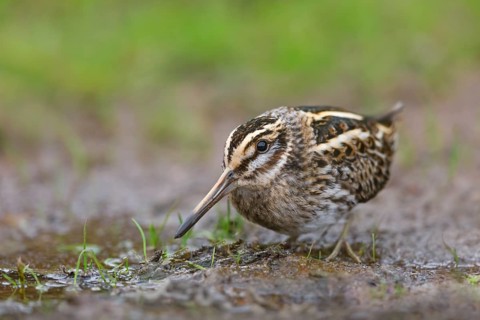 Zwergschnepfe, Lymnocryptes minimus Jack Snipe, Lymnocryptes minimus