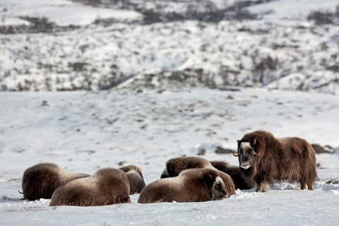 In winter, the musk oxen (Ovibos moschatus) rest for up to 6 hours a day, so a lot of patience is