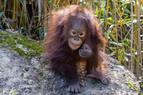Orangutan (Pongo), baby, sitting on a stone, found in Borneo and Sumatra, captive