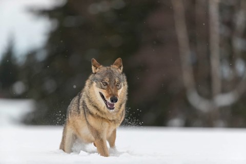 One male eurasian gray wolf (Canis lupus lupus) running thru deep snow with a forest in the