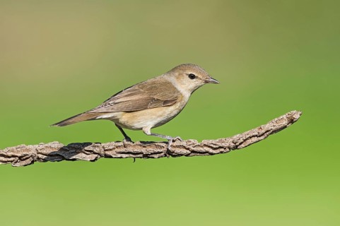 Garden Warbler (Sylvia borin), Aosta Valley, Italy