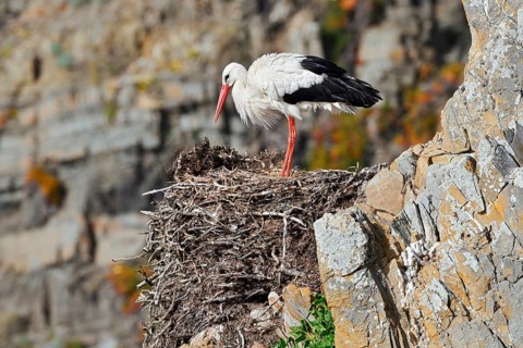 White stork (Ciconia ciconia) standing on a nest on the rocky coast, Parque Natural do Sudoeste