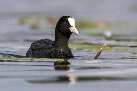 Eurasian Coot (Fulica atra), Mecklenburg-Western Pomerania, Germany