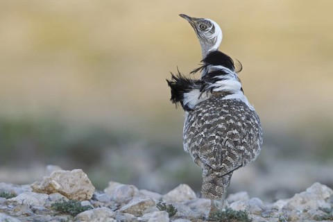 Houbara Bustard (Chlamydotis undulata fuertaventurae), Fuerteventura, Spain