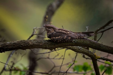 Nightjar (Caprimulgus europaeus) Nightjar, resting at dusk, master of camouflage, Middle Elbe