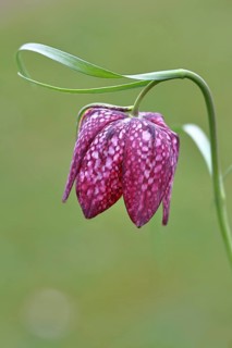 Snake's Head Fritillary (Fritillaria meleagris), single flower in a meadow, close-up,
