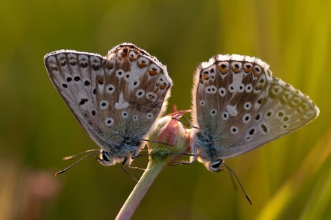 Lysandra coridon, polyommatus coridon, silverblue, silvergreen blue, butterfly, chalkhill blue,