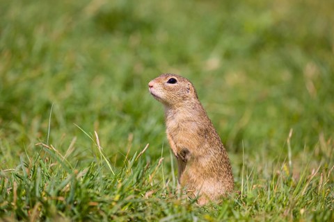 A European ground squirrel (Spermophilus citellus) or European souslik stands erected in green