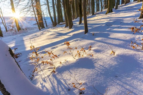 Snow-covered forest with sun in winter, Fröndenberg, North Rhine-Westphalia, Germany