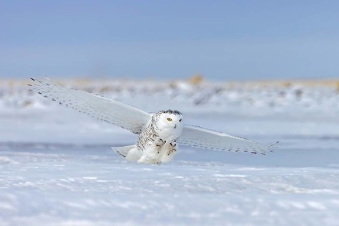 Hunting snowy owl, polar owl, Arctic owl (Bubo scandiacus) adult female in white camouflage colours