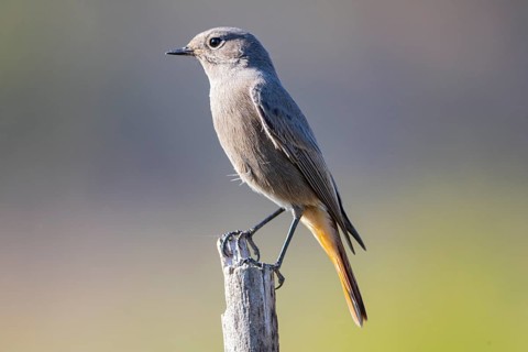 Redtail (Phoenicurus ochruros) Germany
