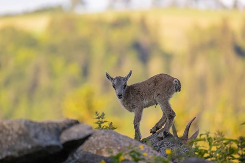 One baby ibex (Capra ibex) standing on hilltop. A bright green forest in the background