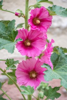 Hollyhock (Alcea rosea) in detail: a hardy summer perennial, flowering from June to August, prefers