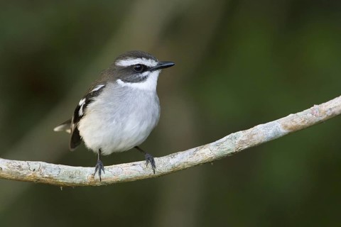 White-browed Robin (Poecilodryas superciliosa), Queensland, Australia