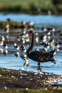 Black Swan, Cygnus atratus, bird on winter marshes