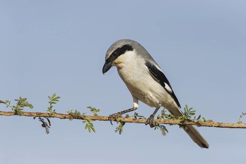 Great Grey Shrike (Lanius excubitor) male, Makhtesh Ramon, Israel