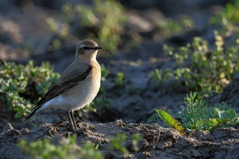 Rastend auf einem Acker... Steinschmätzer *Oenanthe oenanthe* während des Vogelzuges im Frühjahr