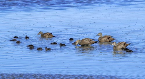 Crèche of common eider ducks (Somateria mollissima) females foraging with ducklings along the North