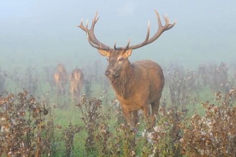 A stag with magnificent antlers in the misty morning light, red deer (Cervus elaphus), Bavaria