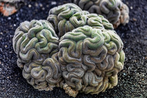Mammillaria haageana, Jardin de Cactus with more than 10000 cacti by Cesar Manrique, Guatiza,