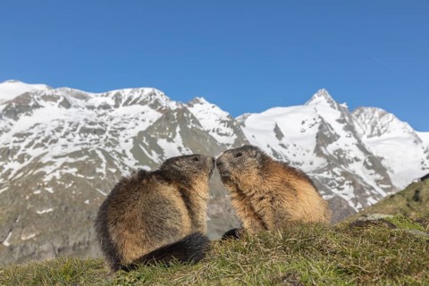 Two Alpine Marmot, Marmota marmota, resting on green grass, mountains in the distant background