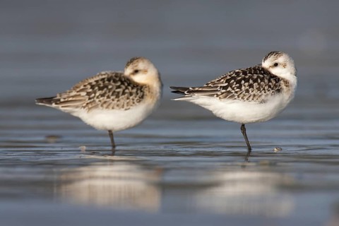 Sanderling (Calidris alba), Schleswig-Holstein, Germany
