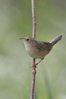 Sedge Wren (Cistothorus platensis), Manitoba, Canada