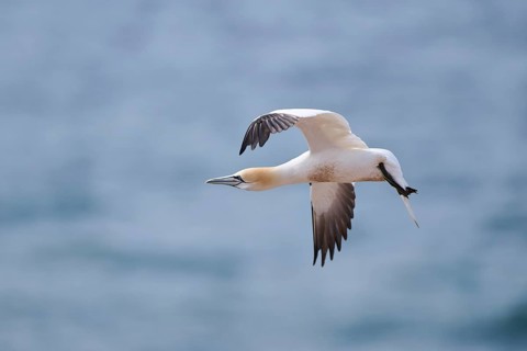 Northern gannet (Morus bassanus) flying over the sea, wildlife, Helgoland, Germany