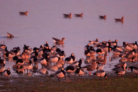 Barnacle Goose & Greater White-fronted Goose (Branta leucopsis & Anser albifrons), North