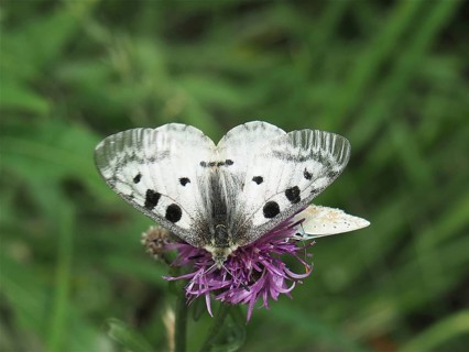 Apollo butterfly (Parnassius apollo)