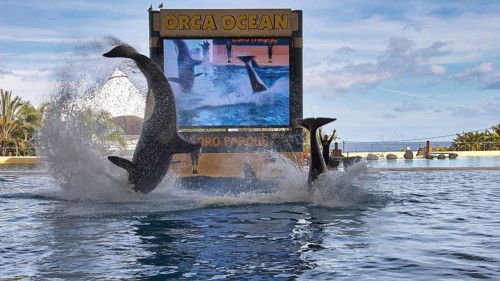 Orcas create water splashes during a dynamic show broadcast on a screen, orcas (Orcinus orca), orca