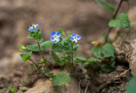 Brownroot, Persian speedwell, Persian honorary prize, plantaginaceae, scrophulariaceae, Veronica