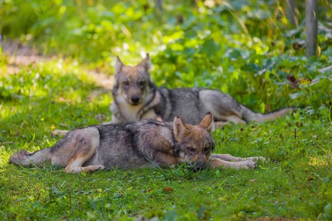 Two grey wolf pups (Canis lupus lupus) rest on a meadow in the shade of trees