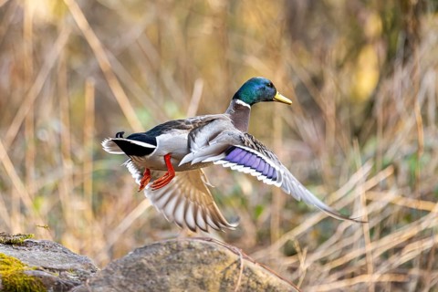 Mallard (Anas platyrhynchos) male at the shore of a lake in flight, Bavaria, Germany