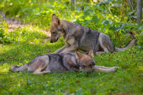 Two grey wolf pups (Canis lupus lupus) rest on a meadow in the shade of trees