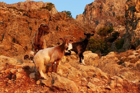Three goats standing on rocky ground in front of an impressive mountain backdrop, sheep (e) or goat