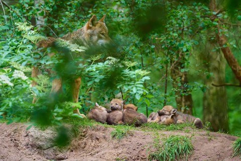 A wolf stands guard over a litter of pups, set against a backdrop of lush, wooded countryside. Wolf