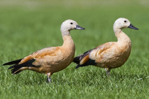 Ruddy Shelduck (Tadorna ferruginea) juvenile, Baden-Wuerttemberg, Germany