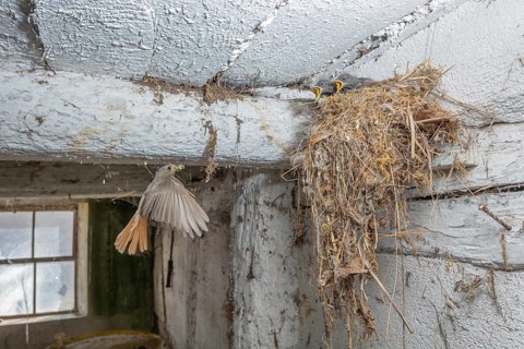 Black redshank (Phoenicurus ochruros) in flight to feed its chicks in the nest in an old barn. Bas