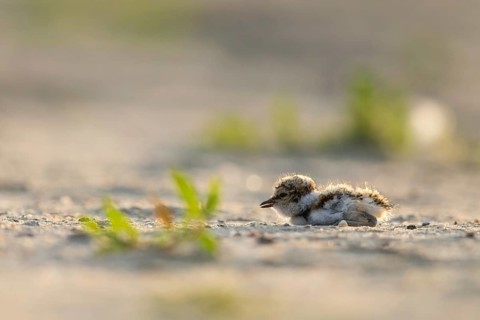 Little Ringed Plover (Charadrius dubius) chick, North Rhine-Westphalia, Germany