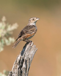 Horsfield's Bush Lark (Mirafra javanica) perched on a branch, Victoria, Australia
