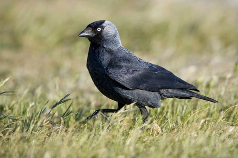 Western Jackdaw (Coloeus monedula), Texel, Netherlands