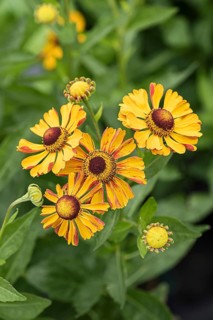 Sunflower (Helenium 'Rauchtopas')