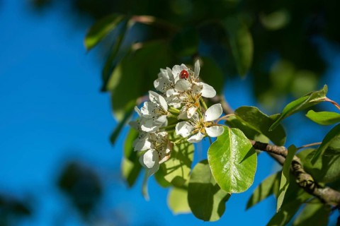 Pear, cultivated pear tree, pyrus communis, rosaceae, rose family, tree, pear blossom, trees,