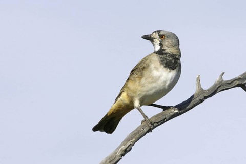 Crested Bellbird (Oreoica gutturalis) male, South Australia, Australia