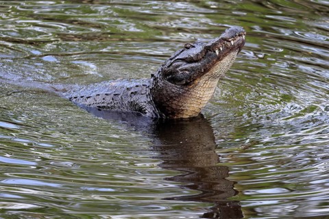Mississippi Alligator (Alligator mississippiensis), pike alligator, adult, friendly, portrait,