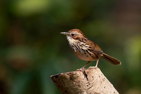 Puff-throated Babbler (Pellorneum ruficeps shanense), Yunnan, China